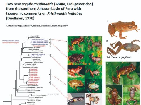 Dos nuevas ranas Pristimantis para el Sur de Perú