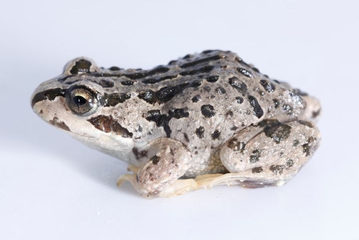 La expansión de los anfibios a mayores elevaciones modula la dinámica de infección del hongo quí