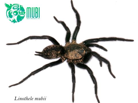 Linothele mubii, una nueva especie de araña de Cusco y Apurímac