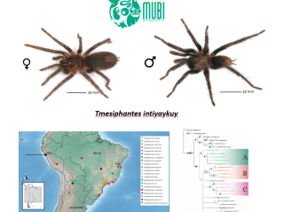 Tmesiphantes intiyaykuy, nueva especie de tarántula para Perú
