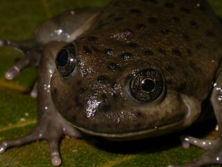 Día internacional de las ranas acuáticas