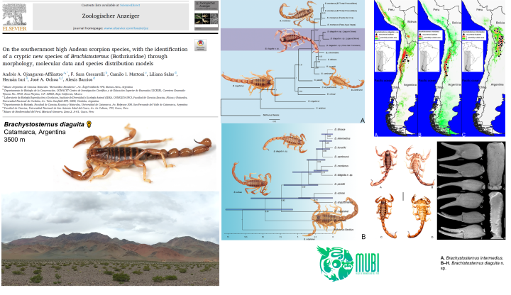 Nueva especie de escorpión de los Andes centrales argentinos