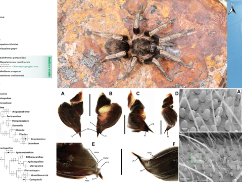 Nuevo género y especie de tarántula de la sierra de Cajamarca