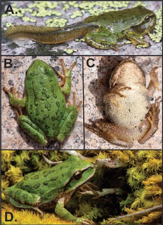 Nuevo registro de distribución de Gastrotheca marsupiata