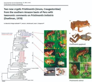 Dos nuevas ranas Pristimantis para el Sur de Perú