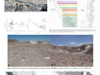 Nueva especie de lagartija en situación de amenaza y endémica de Arequipa, Perú