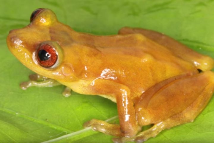 Anfibios y Reptiles de la Reserva Comunal Amarakaeri