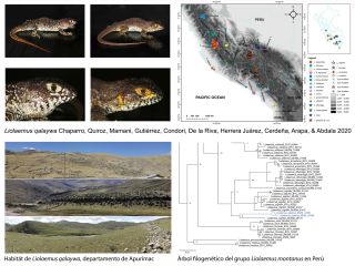 Nueva lagartija del género Liolaemus para el sur de Perú