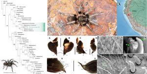 Nuevo género y especie de tarántula de la sierra de Cajamarca