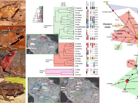 Sistemática filogenética y biogeografía del grupo Rhinella margaritifera