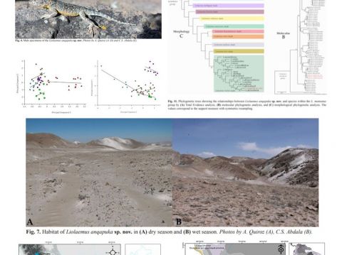 Nueva especie de lagartija en situación de amenaza y endémica de Arequipa, Perú