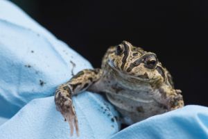 Rana de Mármol de cuatro ojos - autor: E. Steigerwald