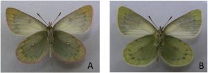 A: Hembra vista ventral y B:Macho vista ventral.  - autor: Hiroshi Hara