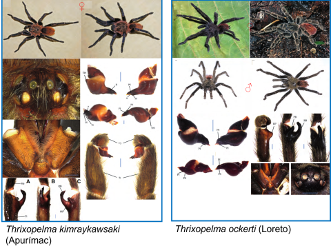 ¡Descubre una nueva maravilla de la naturaleza!