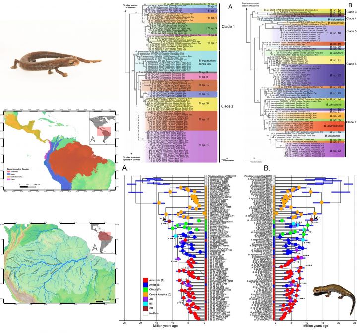 Diversidad de salamandras en el Neotrópico  - autor: J.C. Chaparro