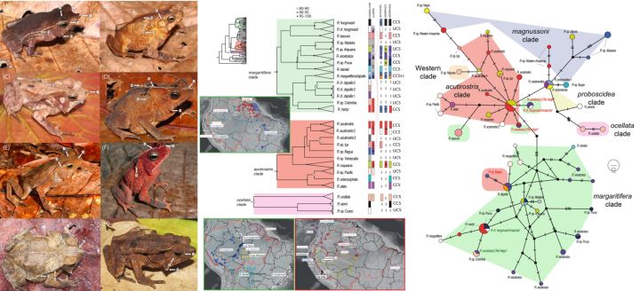 Sistemática filogenética y biogeografía del grupo Rhinella margaritifera