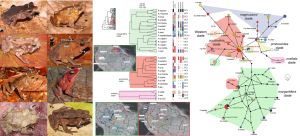 Sistemática filogenética y biogeografía del grupo Rhinella margaritifera