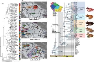 Diversificación de las ranas del grupo Pristimantis conspicillatus