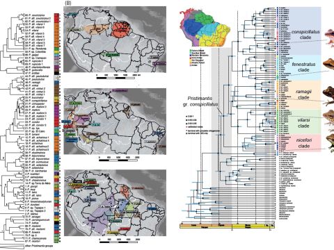 Diversificación de las ranas del grupo Pristimantis conspicillatus