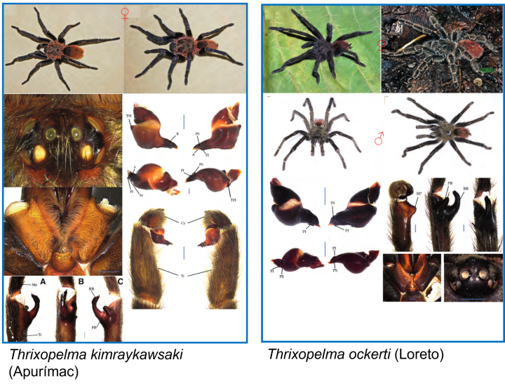 ¡Descubre una nueva maravilla de la naturaleza!