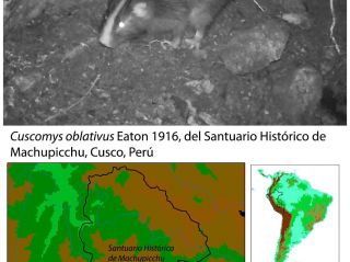 Confirmación de la presencia de Cuscomys oblativus Eaton 1916, en Machupicchu