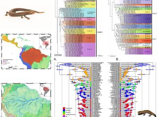 Diversidad de salamandras en el Neotrópico 