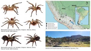 Dos nuevas especies de tarántulas del género Bistriopelma Kaderka, 2015, para el sur de Perú - autor: J.C. Chaparro