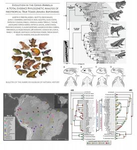 Evolucion de los sapos verdaderos del género Rhinella