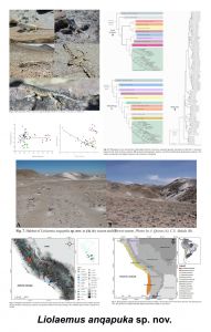 Nueva especie de lagartija en situación de amenaza y endémica de Arequipa, Perú - autor: J.C. Chaparro