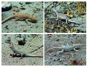 Nueva lagartija endémica y amenazada del departamento de Arequipa - autor: J.C. Chaparro