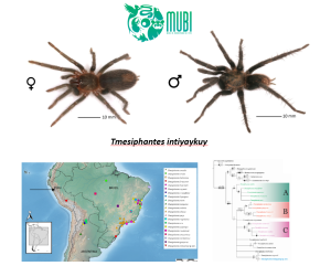 Tmesiphantes intiyaykuy, nueva especie de tarántula para Perú