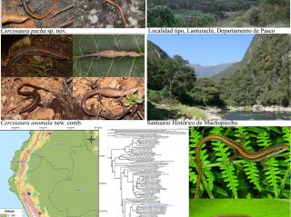 Nueva especie de lagarto gymnophthalmido y resolución de problemas taxonómicos