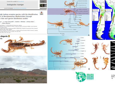 Nueva especie de escorpión de los Andes centrales argentinos