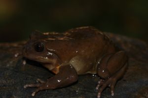 T. sp. (Ttito et al, en preparacion). Nueva especie del Sur de Perú. - autor: Alex Ttito