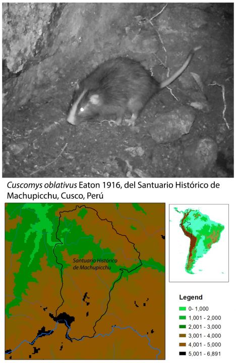 Confirmación de la presencia de Cuscomys oblativus Eaton 1916, en Machupicchu