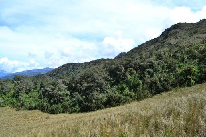 Area de Conservación Privada San Luis. - autor: Alex Ttito