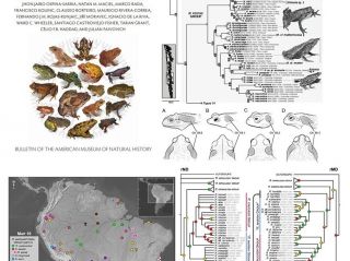 Evolución de los sapos verdaderos del género Rhinella