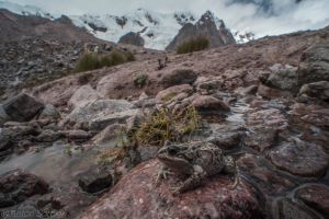 Pleurodema marmoratum, delante un glaciar de la cordillera Vilcanota - autor: Anton Sorokin