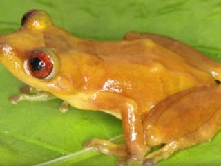 Anfibios y Reptiles de la Reserva Comunal Amarakaeri