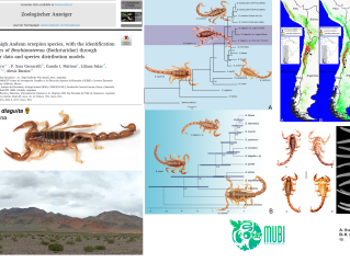 Nueva especie de escorpión de los Andes centrales argentinos