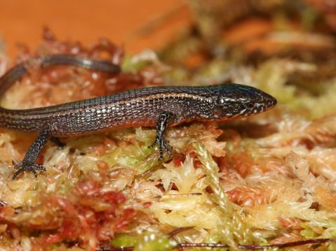 una nueva localidad para Proctoporus machupicchu en el área de Conservación Privada San Luis de la