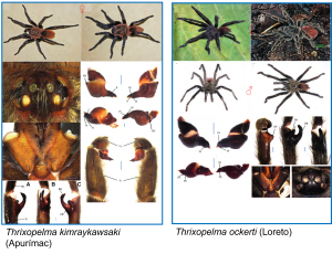 ¡Descubre una nueva maravilla de la naturaleza!