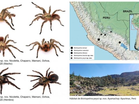Dos nuevas especies de tarántulas del género Bistriopelma Kaderka, 2015, para el sur de Perú