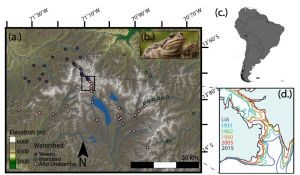 La expansión de los anfibios a mayores elevaciones modula la dinámica de infección del hongo quí