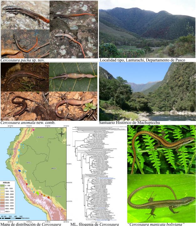 Nueva especie de lagarto gymnophthalmido y resolución de problemas taxonómicos - autor: J.C. Chaparro