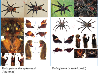 ¡Descubre una nueva maravilla de la naturaleza!