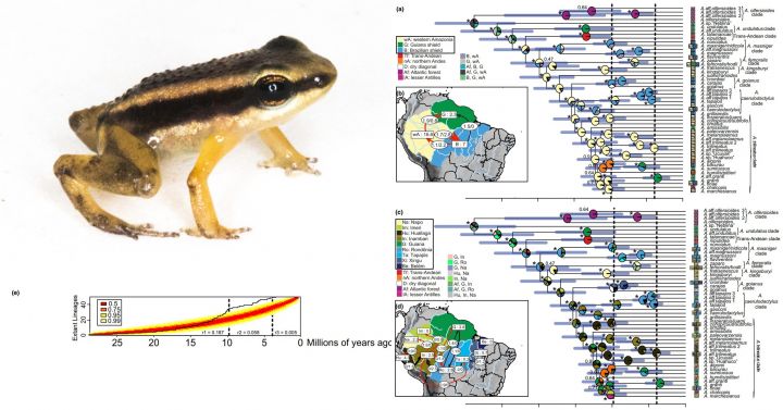 Biogeografía histórica de las ranas del género Allobates - autor: J.C. Chaparro