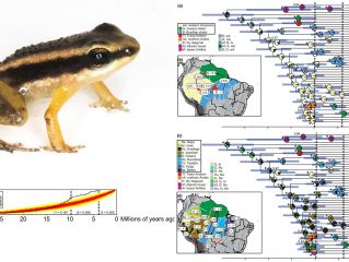 Biogeografía histórica de las ranas del género Allobates