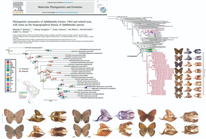 Estudios filogenéticos y biogeografía en mariposas Yphthimoides 