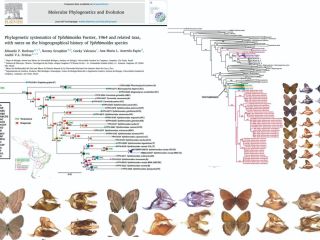 Estudios filogenéticos y biogeografía en mariposas Yphthimoides 